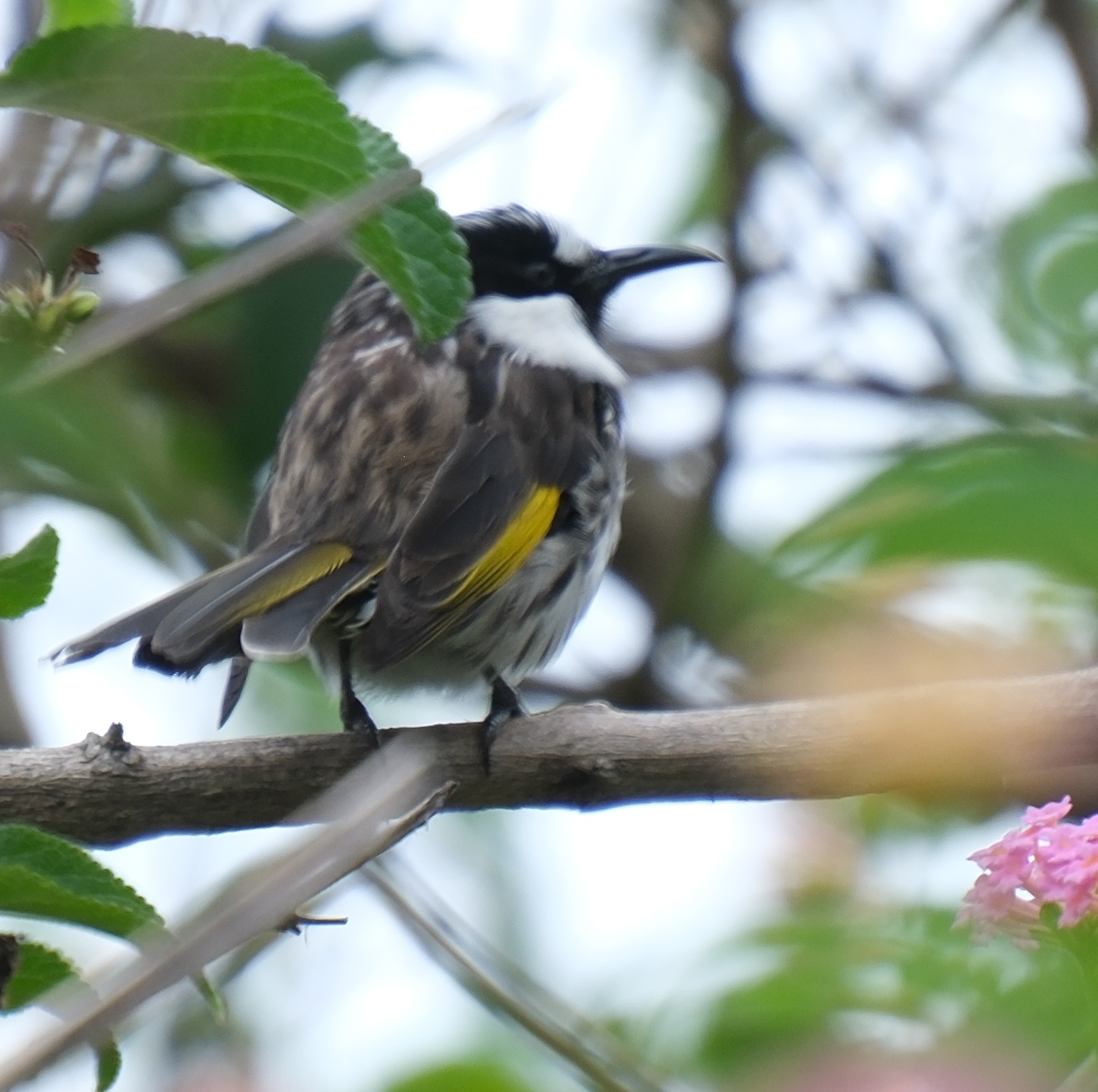 White-cheeked Honeyeater (Phylidonyris niger), photo 9