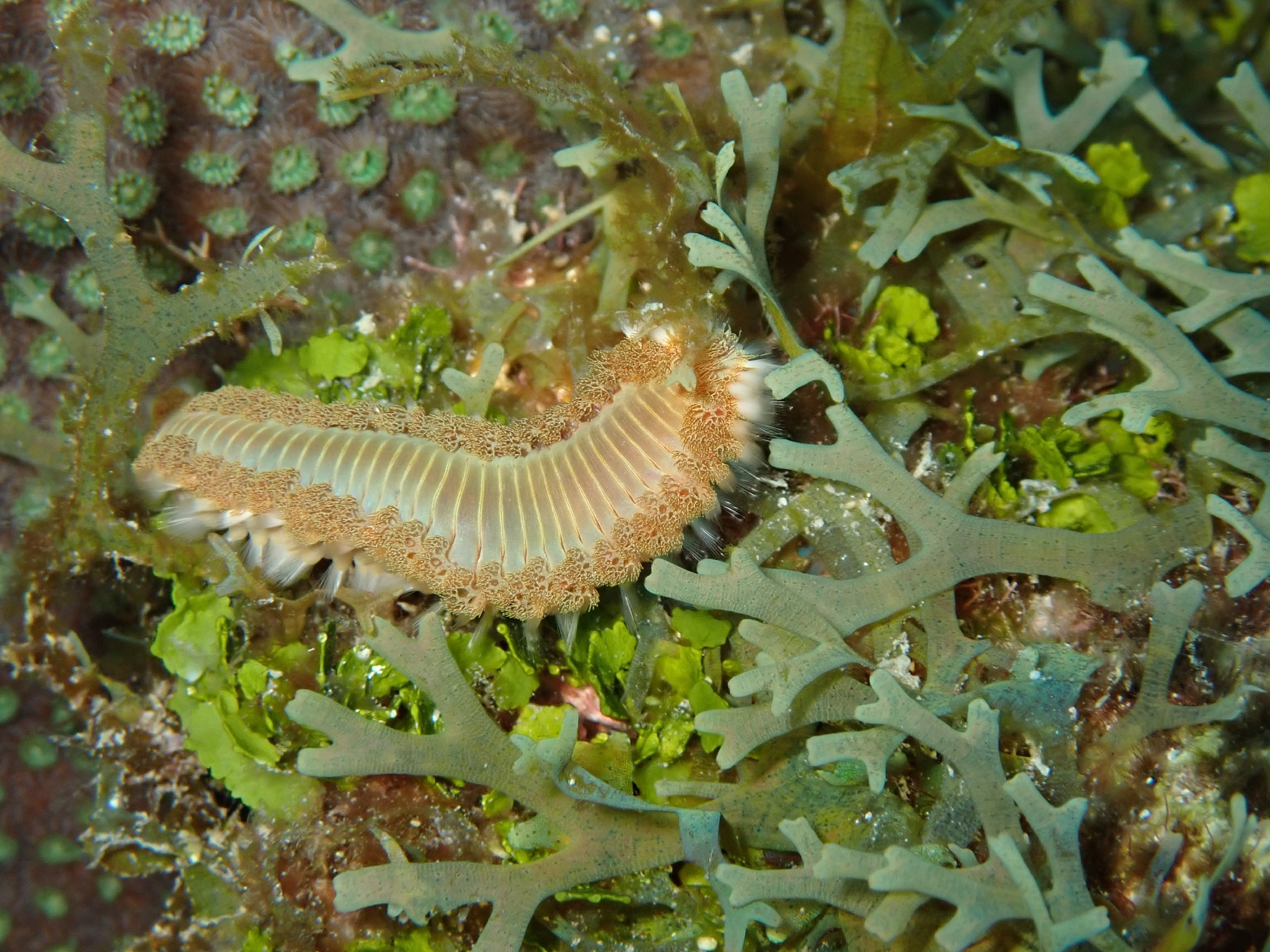 Hermodice carunculata (Pallas, 1766)