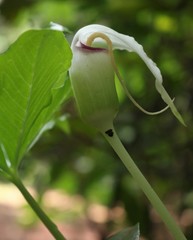 Arisaema murrayi murrayi