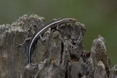 Cryptoblepharus virgatus