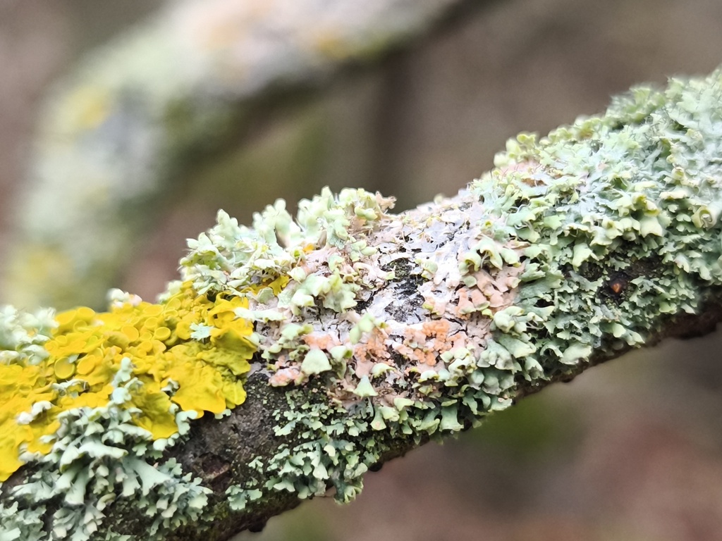 Erythricium aurantiacum · February 2026 · photo: © arthur_haendler (iNaturalist, cc0)