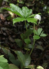 Arisaema murrayi murrayi
