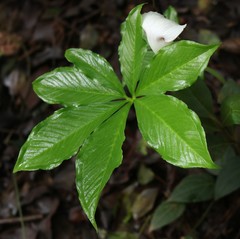 Arisaema murrayi murrayi