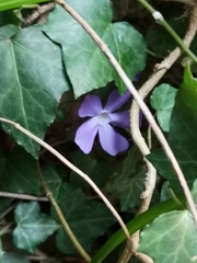 Vinca