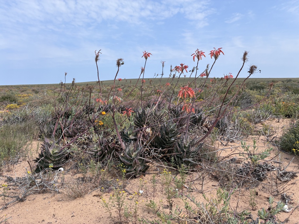 Aloe arenicola; photograph author not stated, no rights reserved