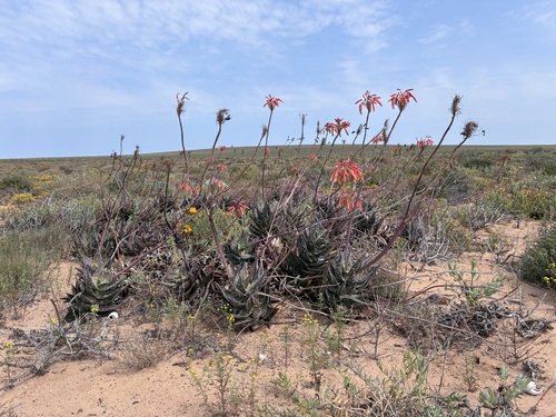 Beach Aloe (Aloe arenicola)