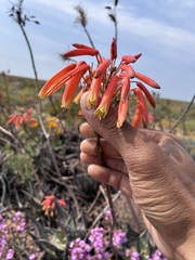 author not stated, no rights reserved Aloe arenicola, photograph author not stated, no rights reserved