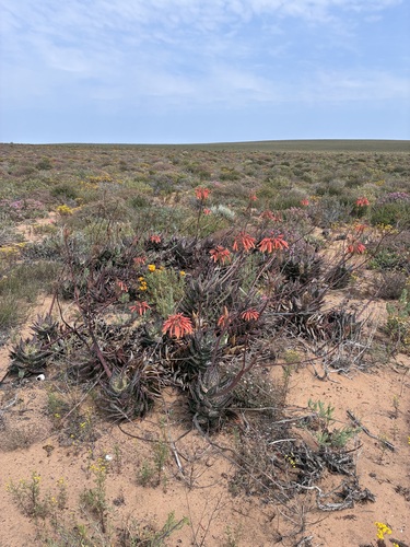 Aloe arenicola, photograph 1