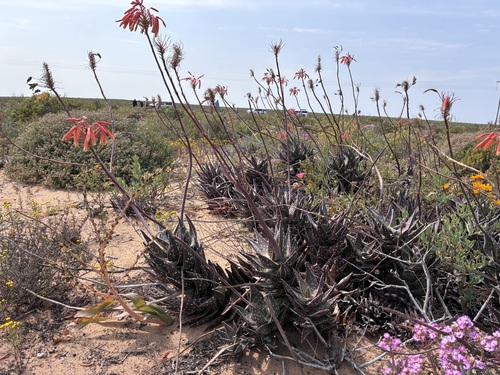 Aloe arenicola, photograph 3