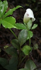 Arisaema murrayi murrayi