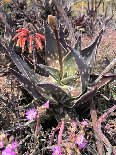Aloe arenicola, photograph 4