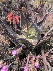 author not stated, no rights reserved Aloe arenicola, photograph author not stated, no rights reserved