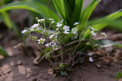 Androsace umbellata