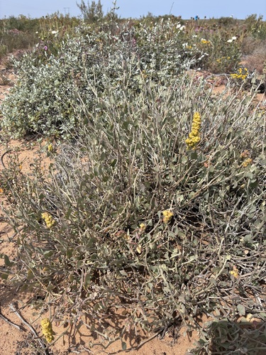 Baconbush (Manochlamys albicans)