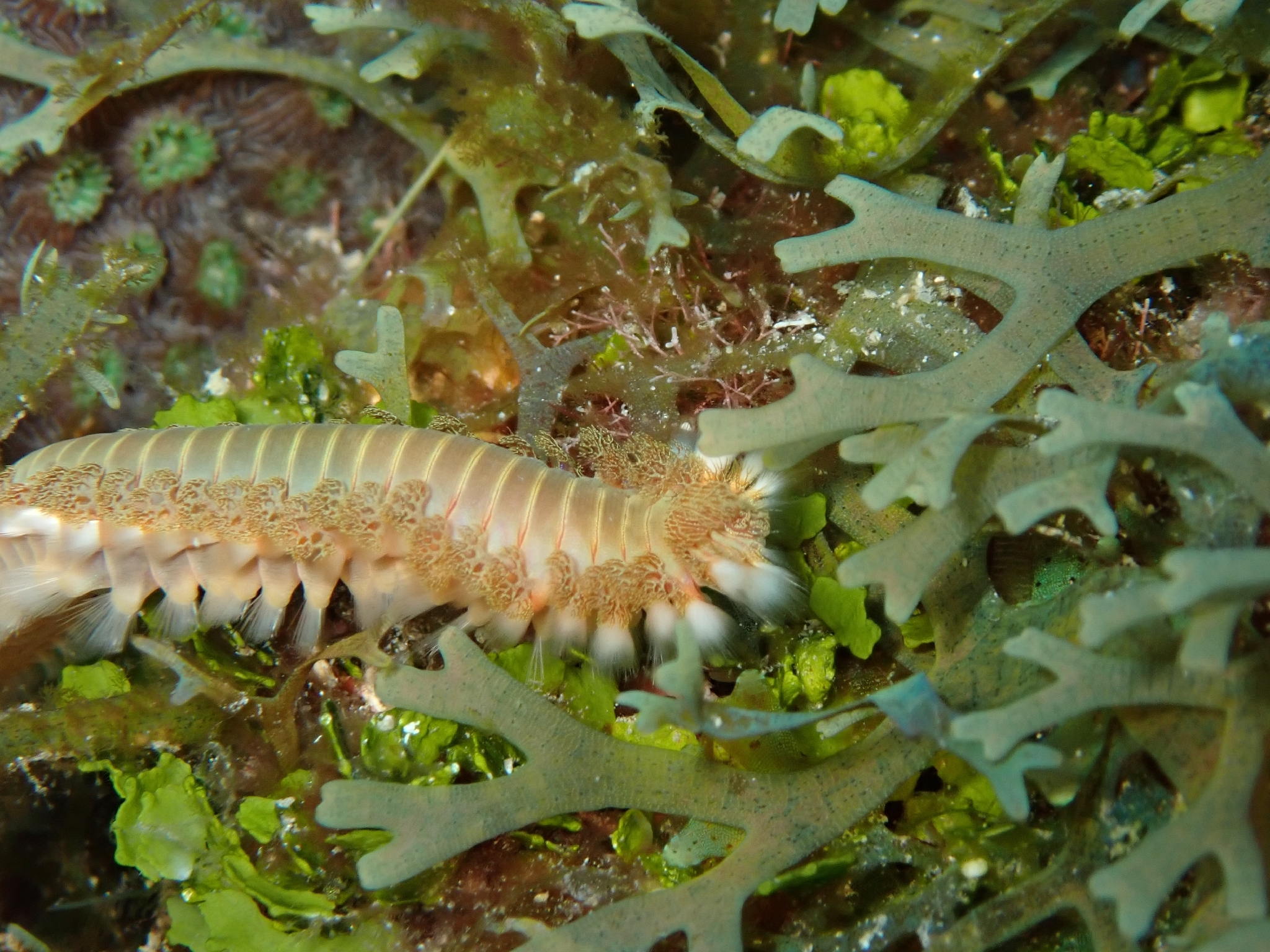 Hermodice carunculata (Pallas, 1766)