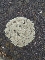 Protoparmeliopsis muralis