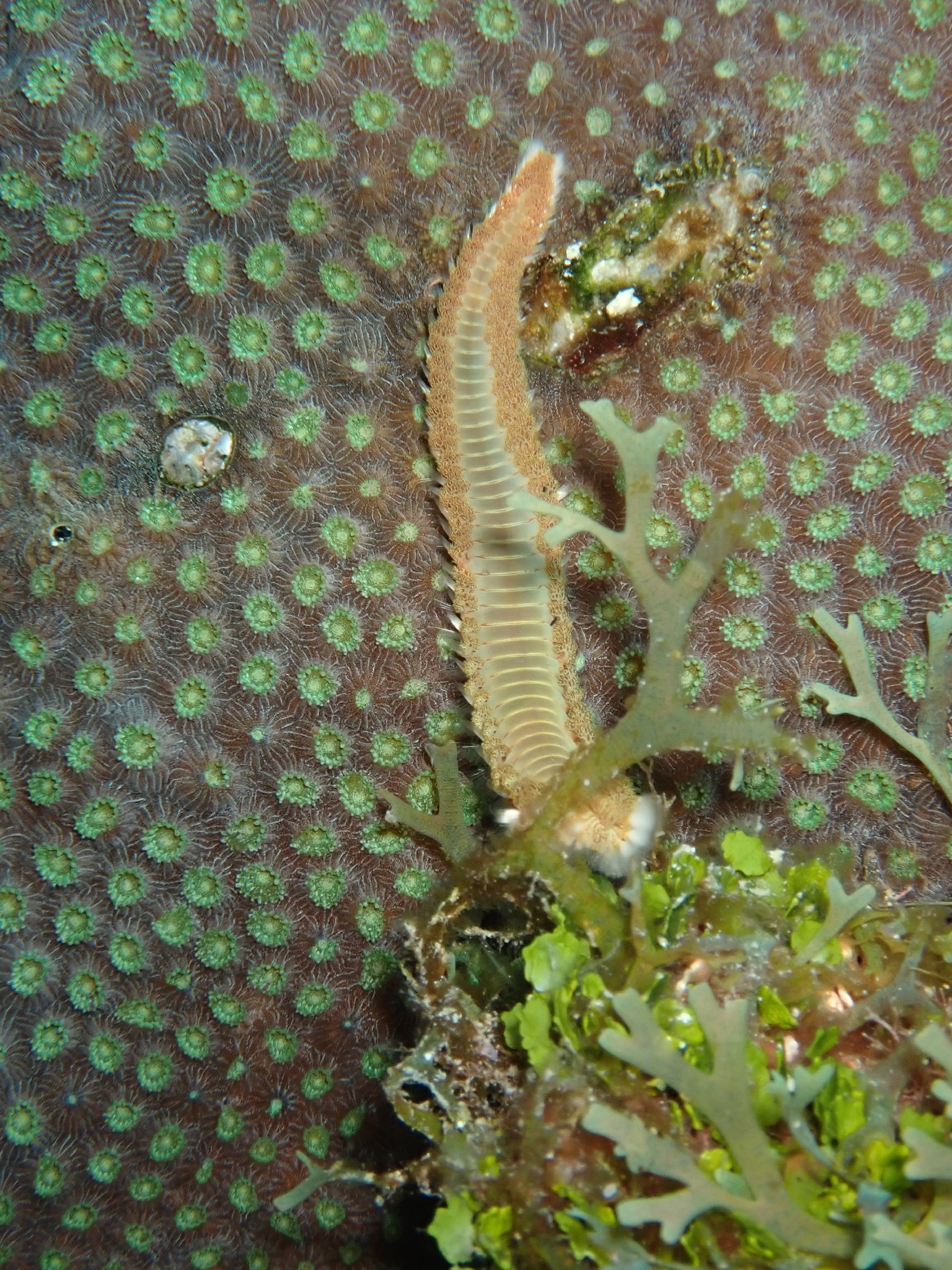 Hermodice carunculata (Pallas, 1766)