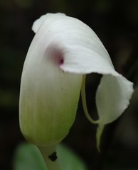 Arisaema murrayi murrayi