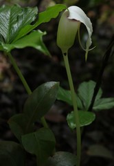 Arisaema murrayi murrayi