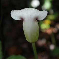 Arisaema murrayi murrayi