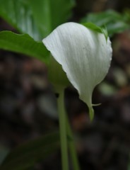 Arisaema murrayi murrayi