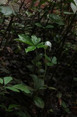 Arisaema murrayi murrayi