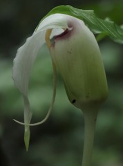 Arisaema murrayi murrayi