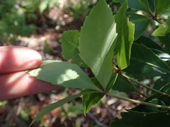 Pseudopanax gilliesii