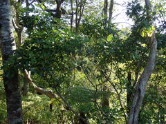 Pseudopanax gilliesii