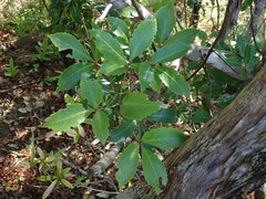 Pseudopanax gilliesii