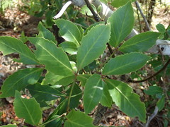 Pseudopanax gilliesii