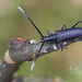 Capricorn Beetle - Photo (c) Ralph Martin, some rights reserved (CC BY-NC-ND), uploaded by Ralph Martin