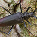 Great Capricorn Beetle - Photo (c) Ralph Martin, some rights reserved (CC BY-NC-ND), uploaded by Ralph Martin