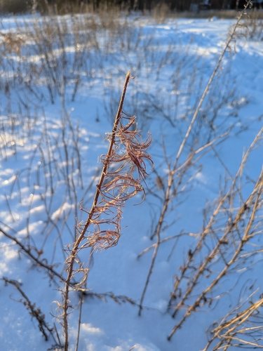 Chamaenerion angustifolium