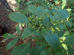 Pseudopanax gilliesii