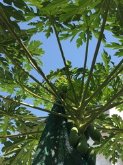 Carica papaya