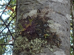 Bulbophyllum tuberculatum