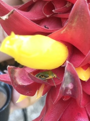 Antestiopsis cederwaldi