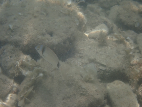 Diplodus vulgaris