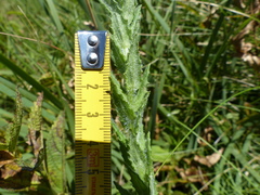 Wahlenbergia appressifolia