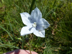 Wahlenbergia appressifolia