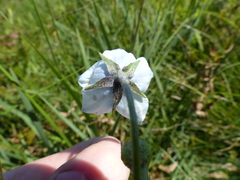 Wahlenbergia appressifolia