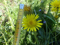 Berkheya rhapontica