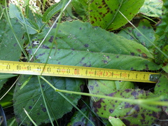 Berkheya rhapontica