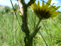 Berkheya rhapontica