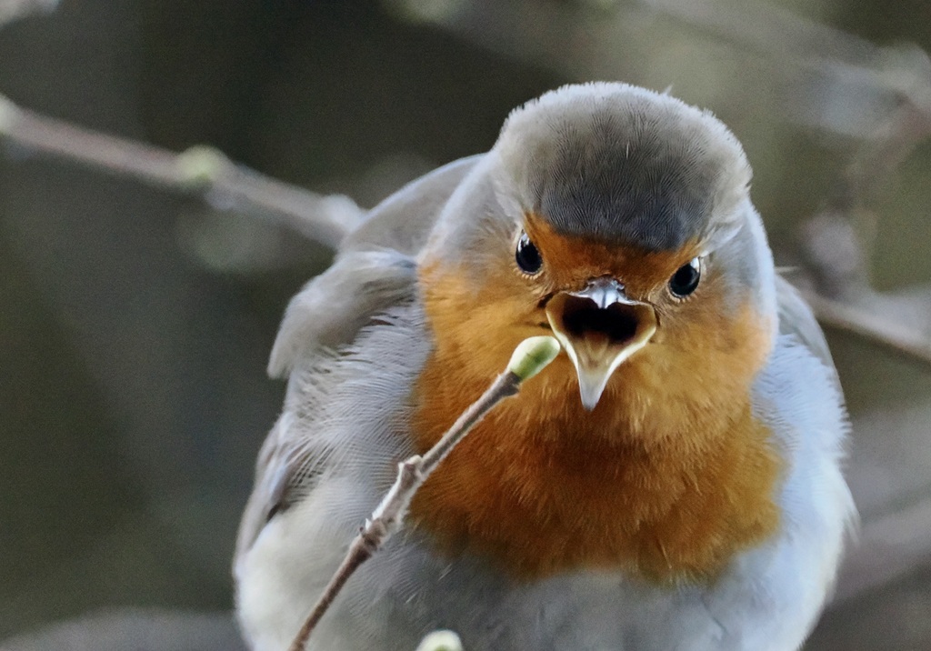 Robin Several European Robin from Sint-Genesius-Rode, Belgique on February 8, 2026 by ...