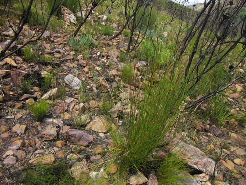 Eared Veldrush (Schoenus pseudoloreus)