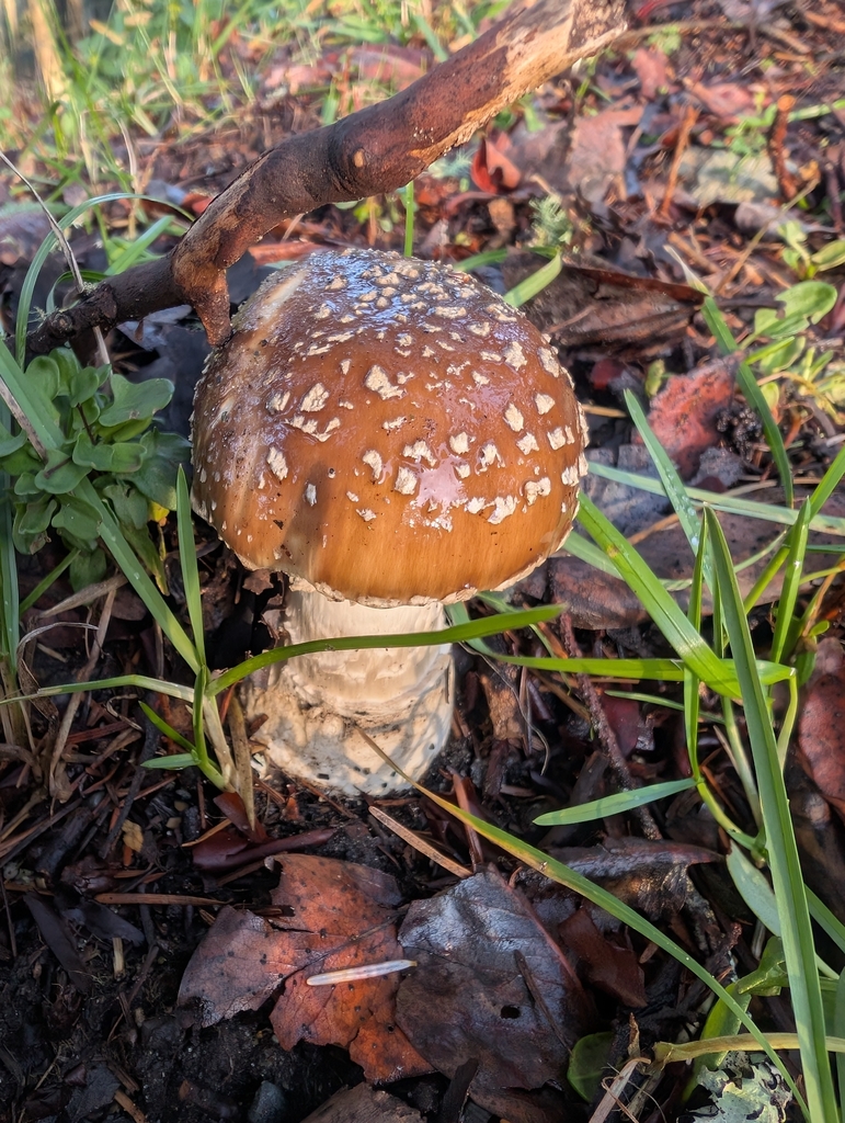 Amanita pantherinoides · February 2026 · photo: © simonele (iNaturalist, cc-by)