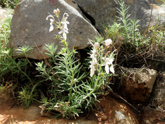 Teucrium pseudochamaepitys