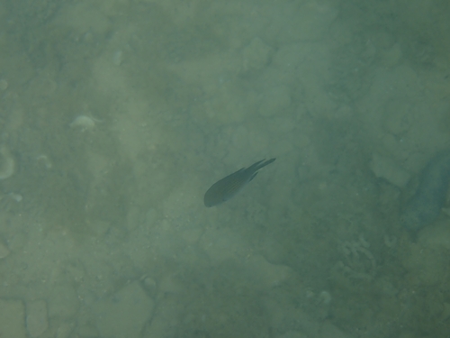 Chromis chromis